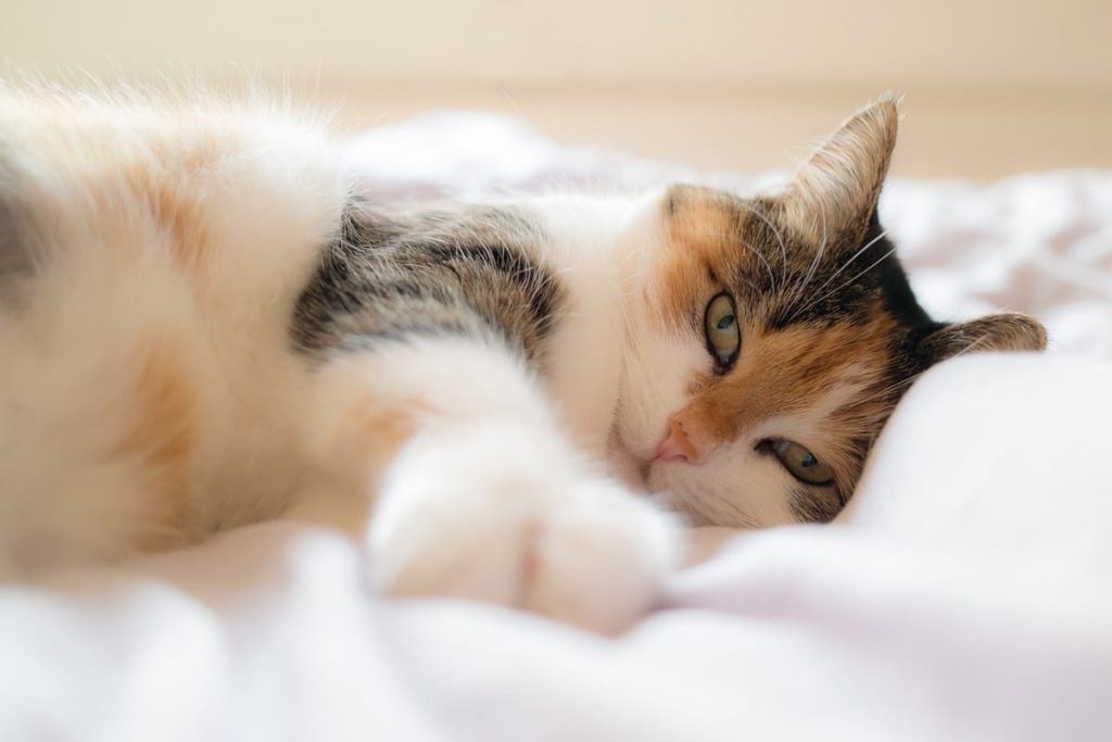 cat sleep by the door