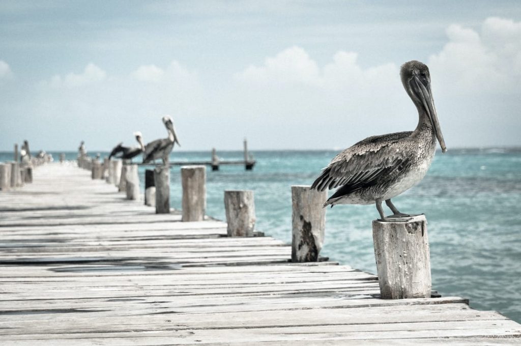 pelicans sleep at night