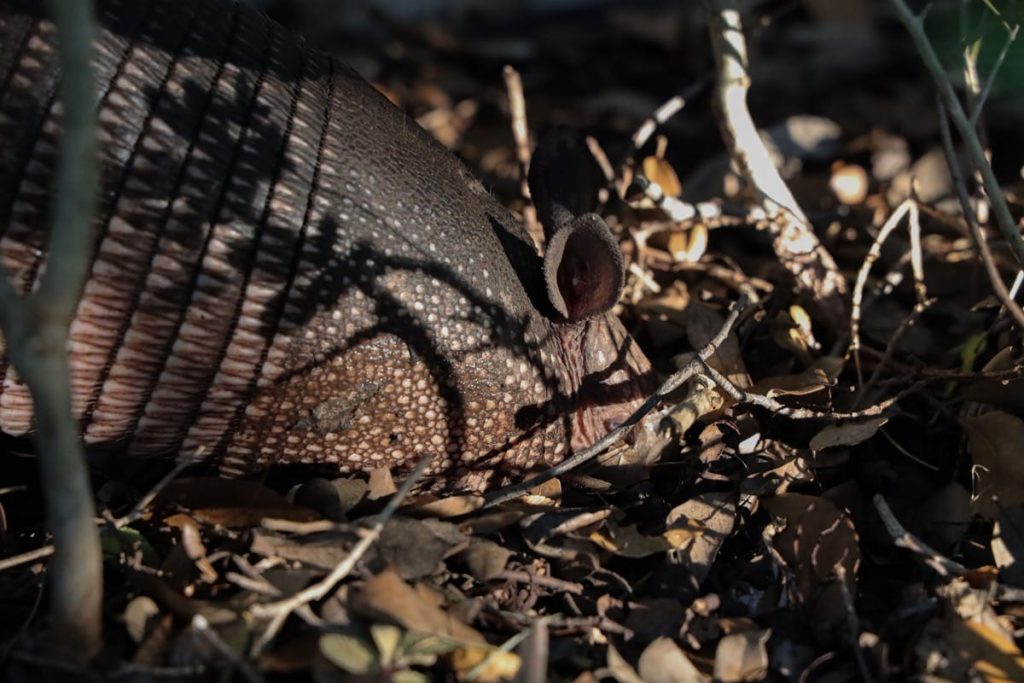 where do armadillos sleep