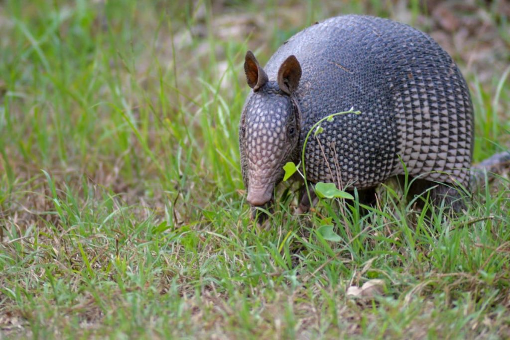 where do armadillos sleep at night