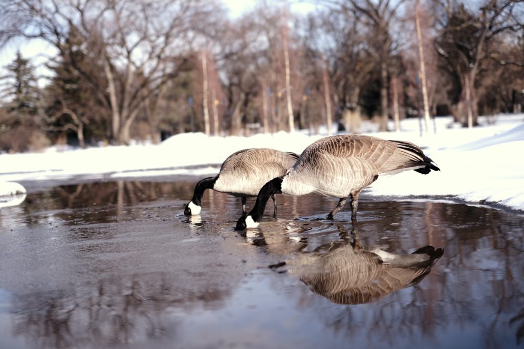 where do canadian geese sleep