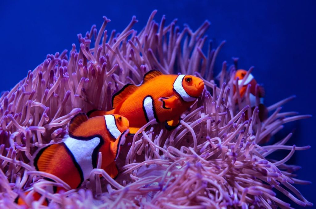 where do clown fish sleep