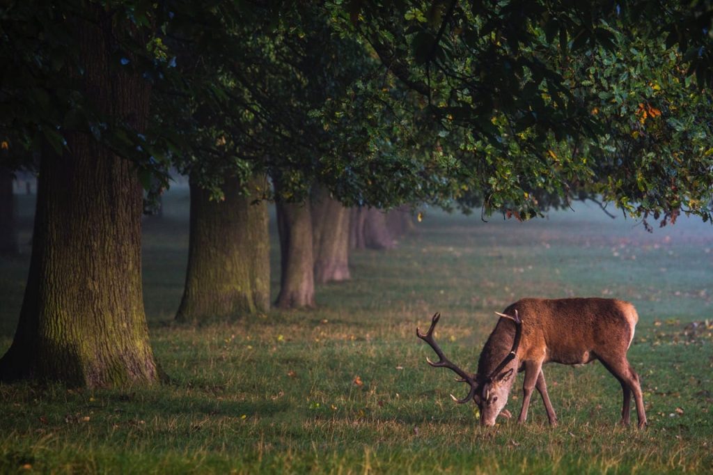 where do deer sleep