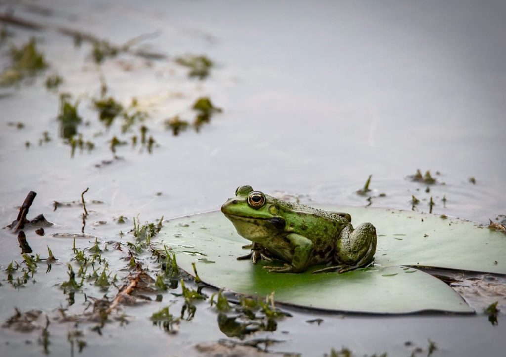 where do frogs sleep at night