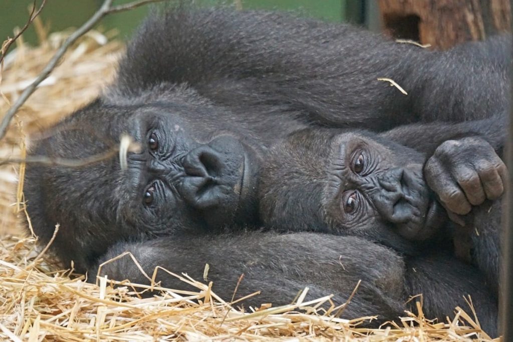 where do gorillas sleep at night