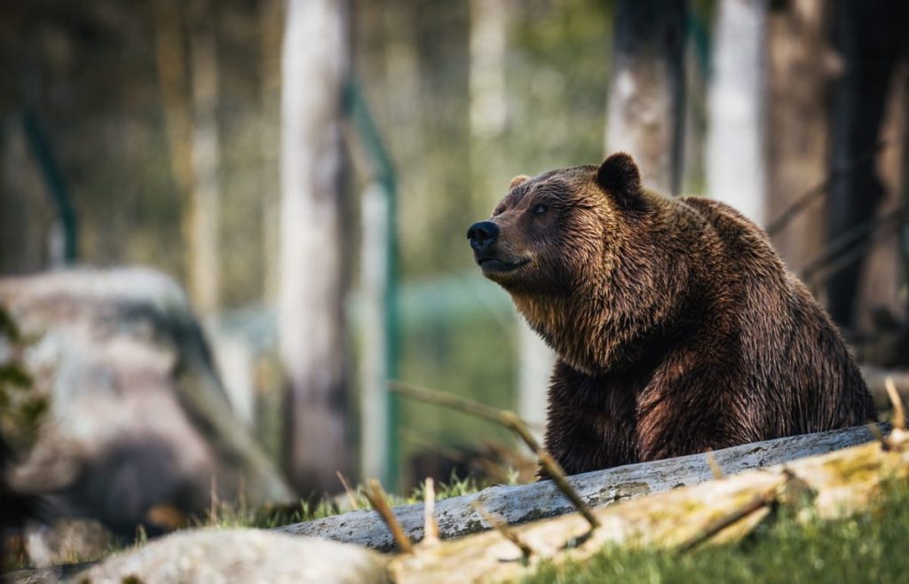 where do grizzly bears sleep in winter