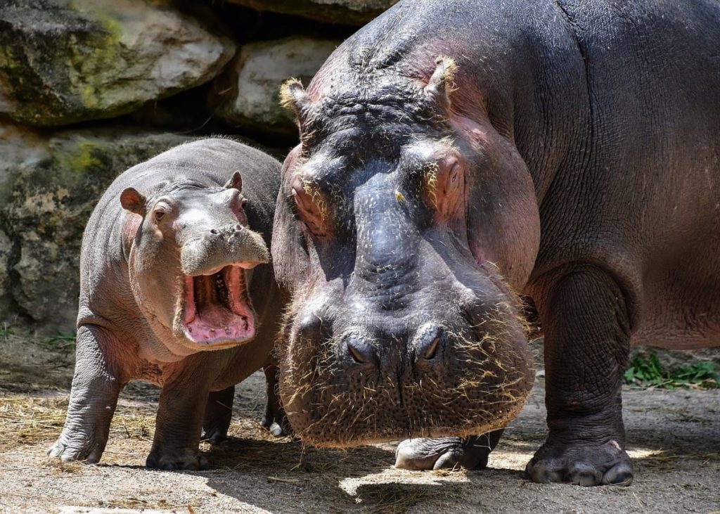 where do hippos sleep