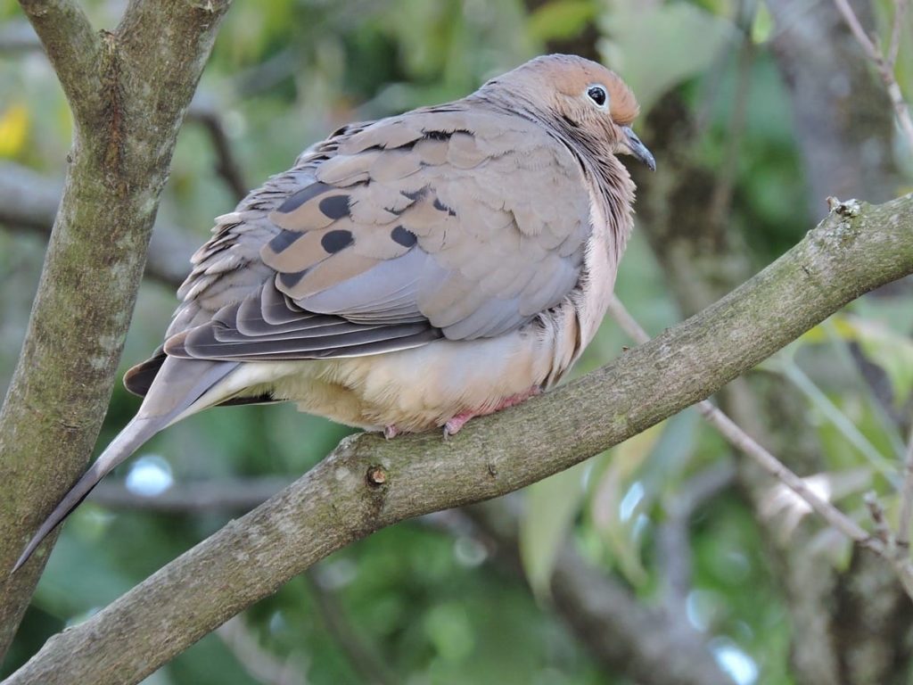 where do mourning doves sleep at night