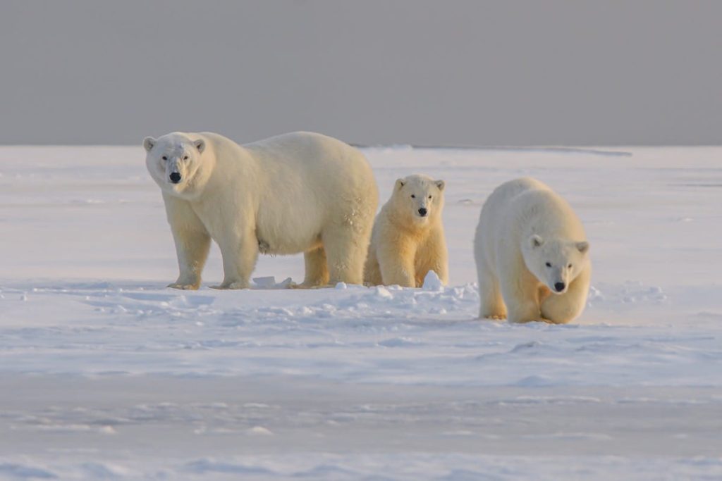 where do polar bears sleep