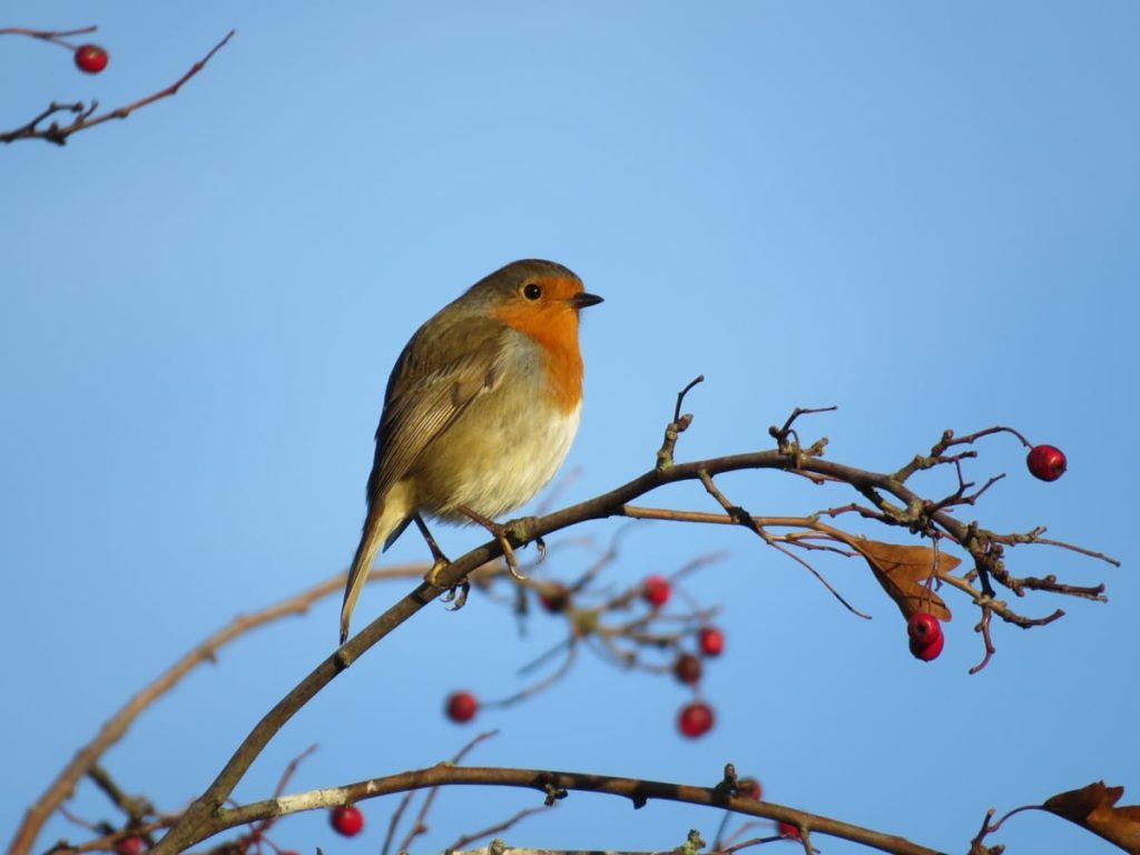 where do robins sleep at night