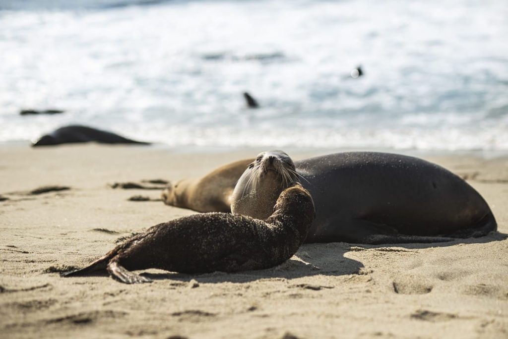 where do seals sleep