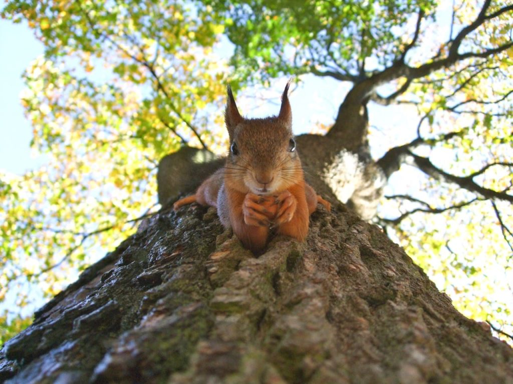 where do squirrels sleep at night