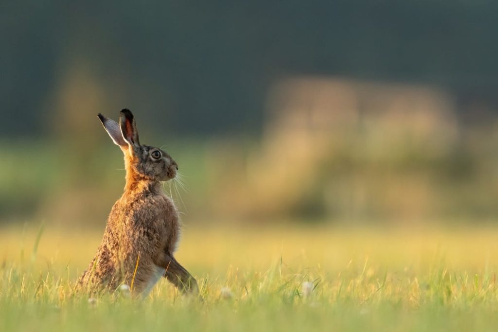 where do wild rabbits sleep at night