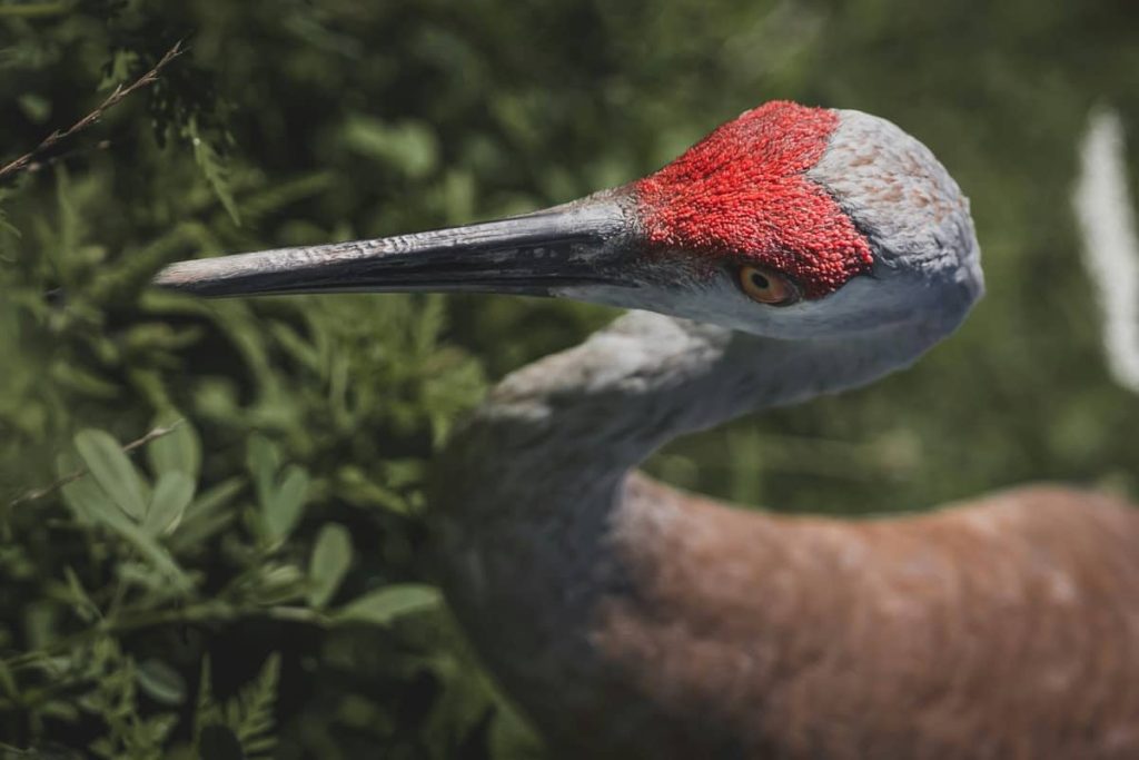 where do sandhill cranes sleep