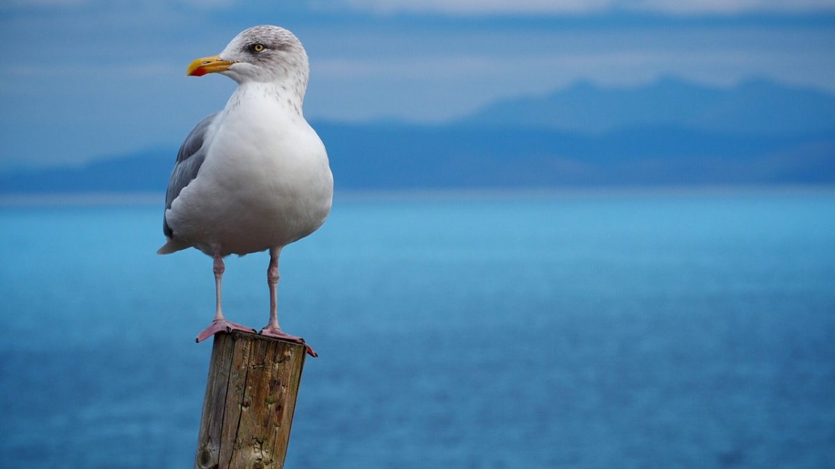 Where Do Seagulls Sleep?