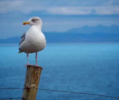 Where Do Seagulls Sleep?