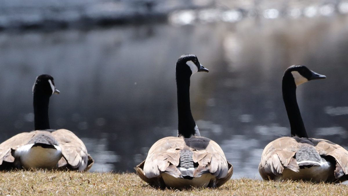 Canadian Geese