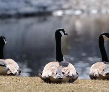 Canadian Geese