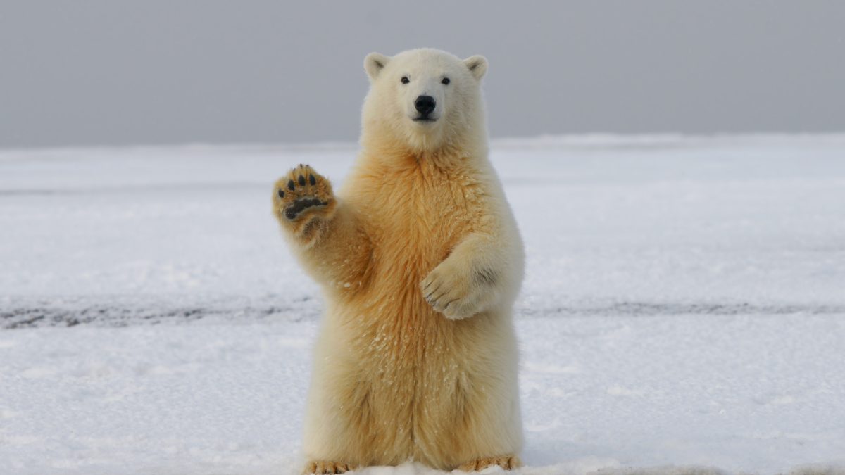 Polar bear