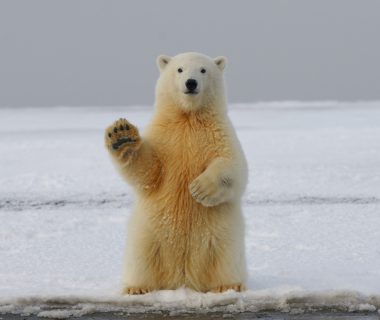 Polar bear