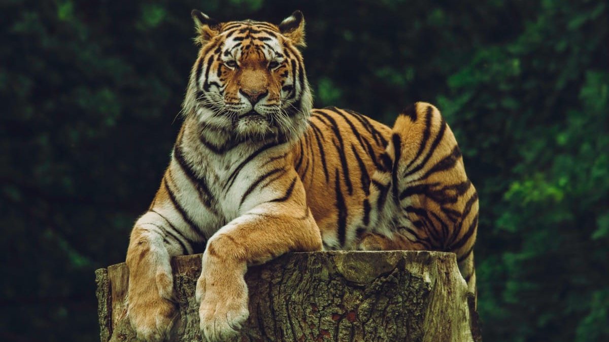 Where Do Tigers Sleep