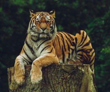 Where Do Tigers Sleep