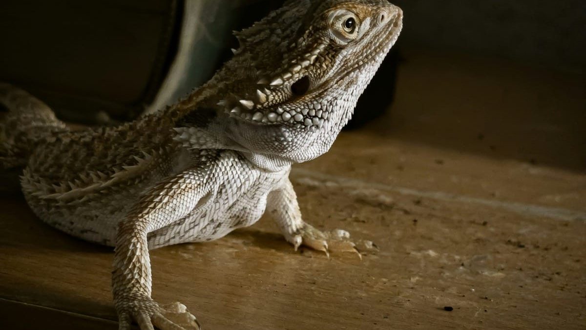 bearded dragon sleeping against glass