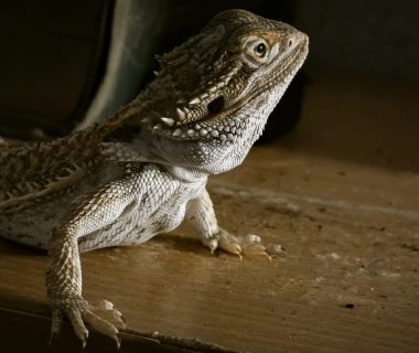 bearded dragon sleeping against glass