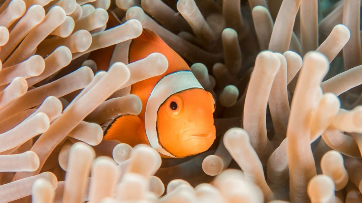 clown fish