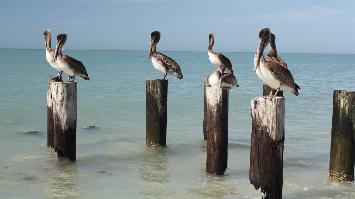 pelicans sleep