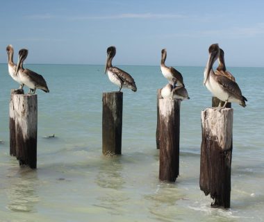 pelicans sleep