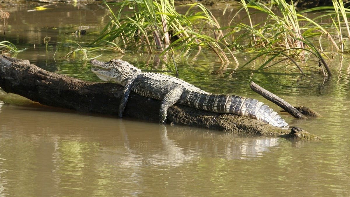 where do alligators sleep