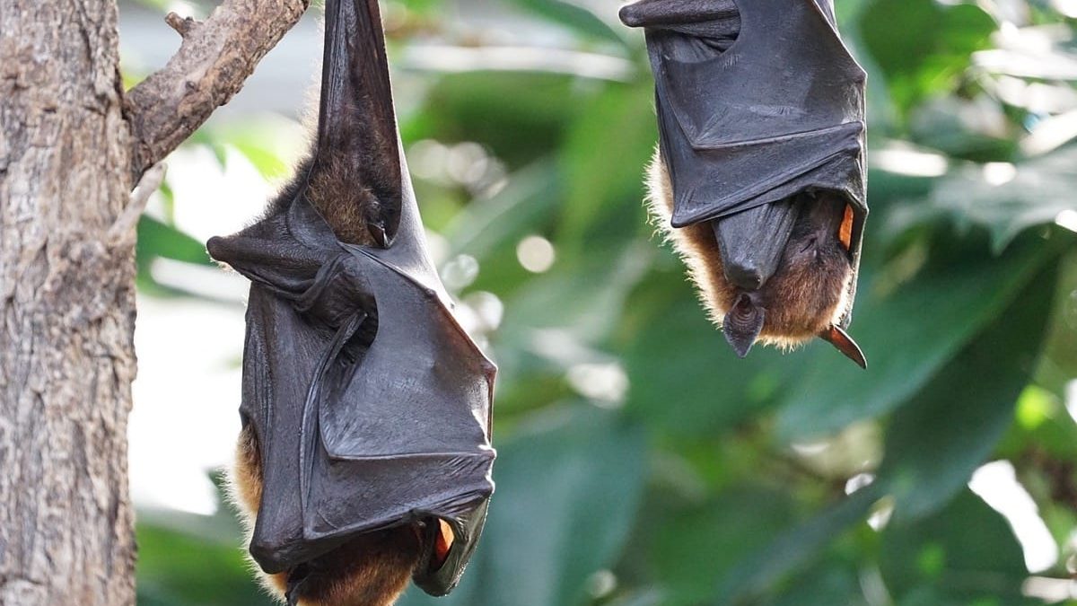 where do bats sleep