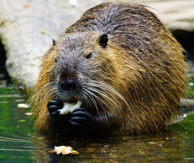 where do beavers sleep at night