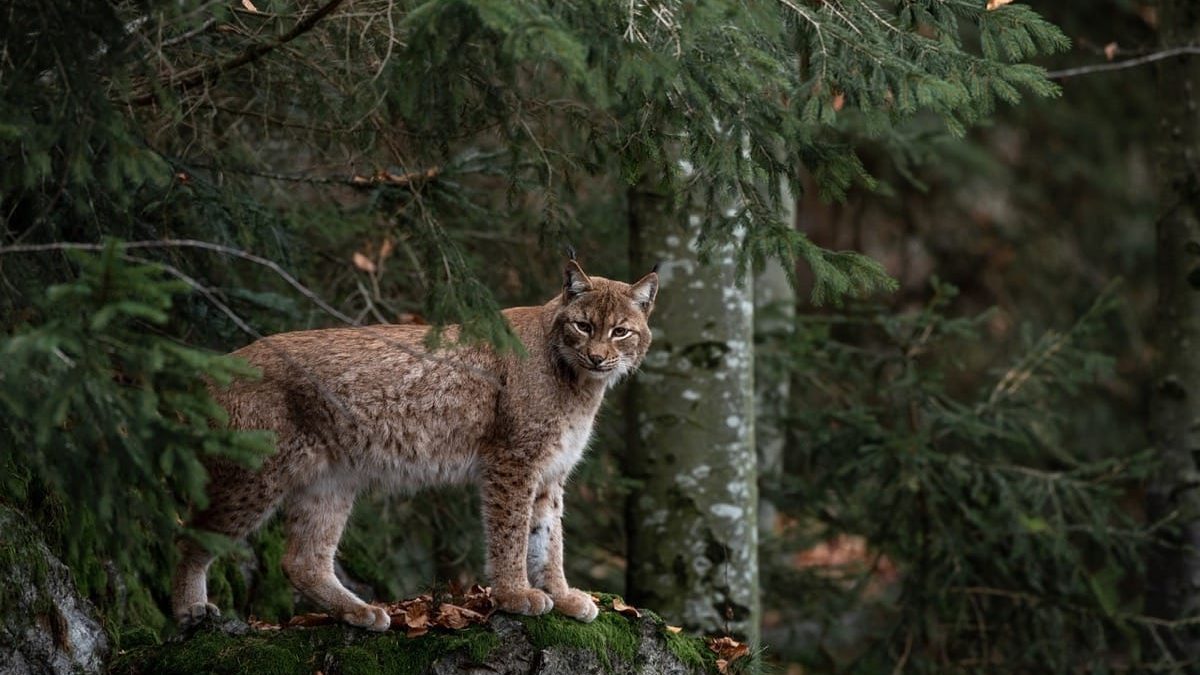 where do bobcats sleep