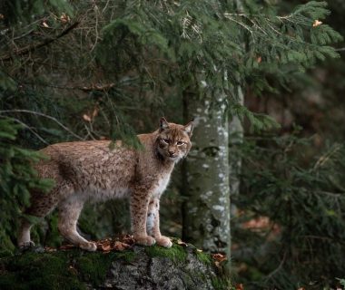 where do bobcats sleep