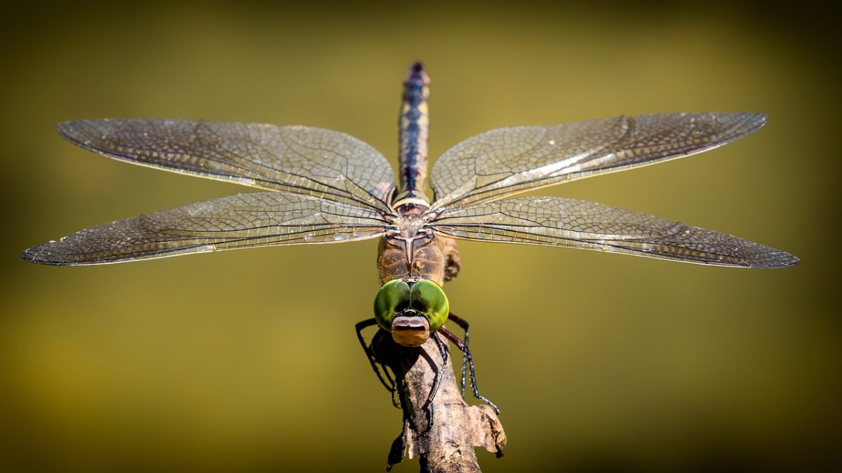 where do dragonflies sleep