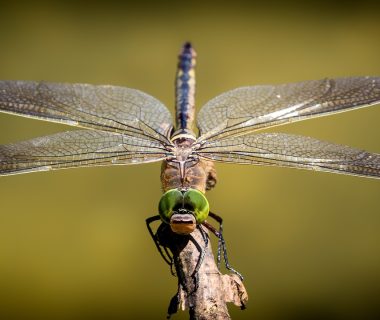 where do dragonflies sleep