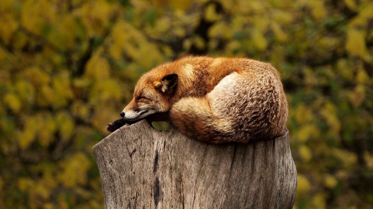 where do foxes sleep