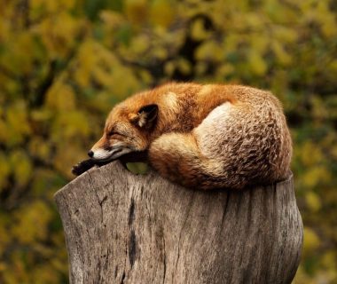 where do foxes sleep