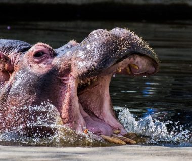 where do hippos sleep at night