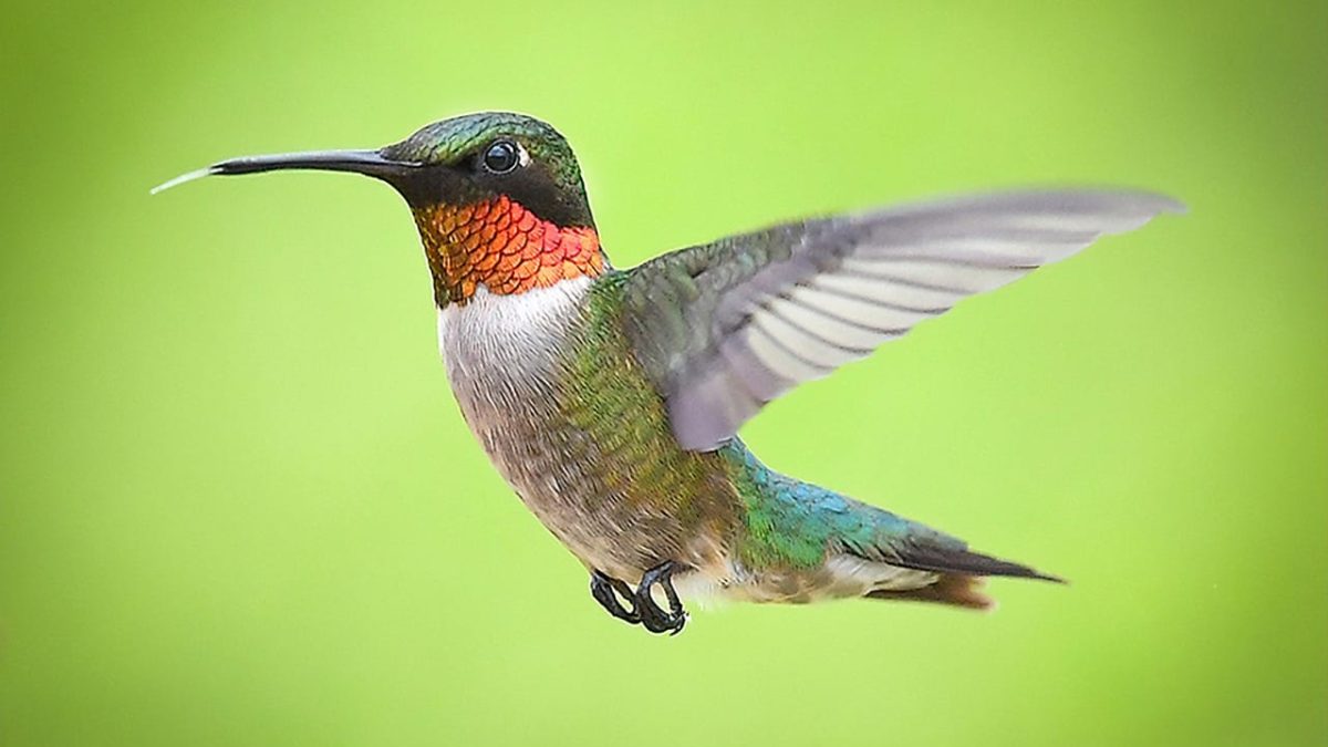 where do hummingbirds sleep