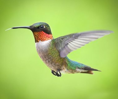 where do hummingbirds sleep