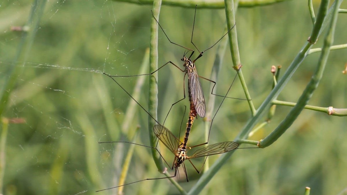 where do mosquitoes sleep