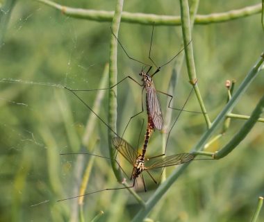 where do mosquitoes sleep