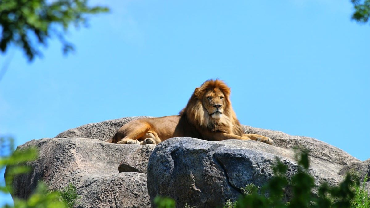 where do mountain lions sleep at night