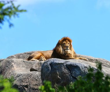 where do mountain lions sleep at night