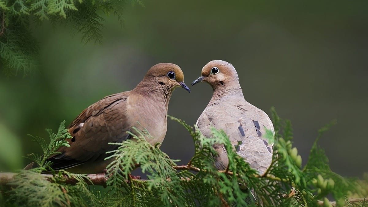 where do mourning doves sleep