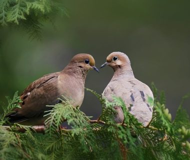 where do mourning doves sleep