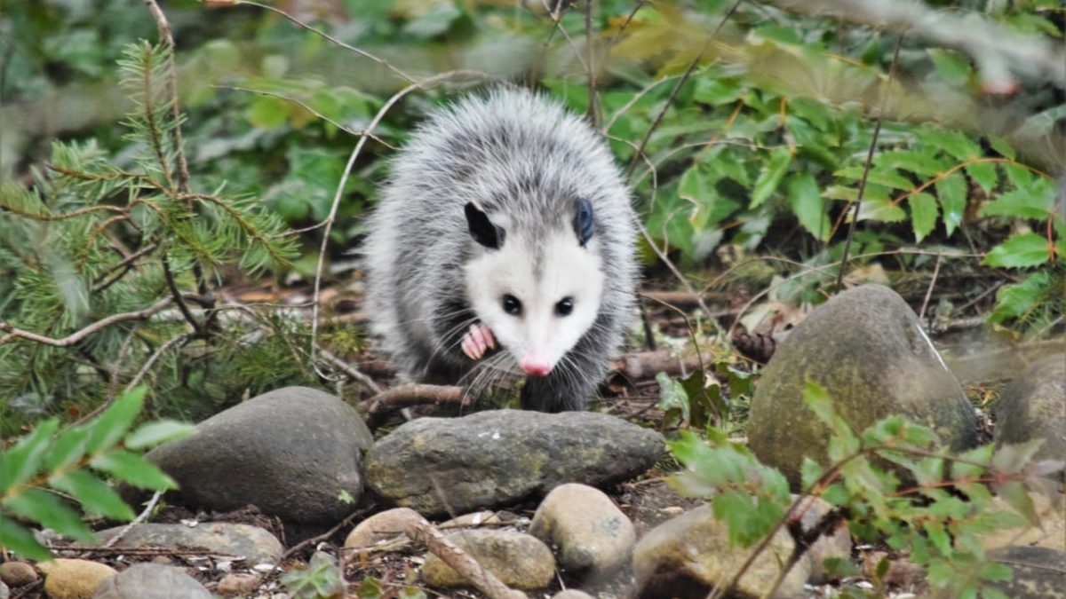 where do opossums sleep